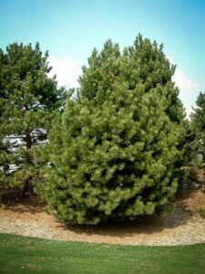 Сосна Чёрная (Pinus Nigra) купить по цене от 270.00р. в интернет-магазине «Посадика» с доставкой почтой в в Отрадноее и по всей России – [изображение №1].