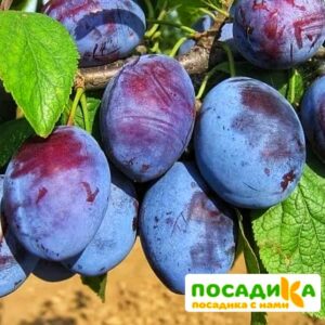 Слива Чачакская ранняя купить по цене от 229.00р. в интернет-магазине «Посадика» с доставкой почтой в в Отрадноее и по всей России – [изображение №1].