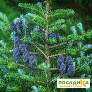 Пихта корейская (Abies koreana) купить по цене от 450.00р. в интернет-магазине «Посадика» с доставкой почтой в в Отрадноее и по всей России – [изображение №1].