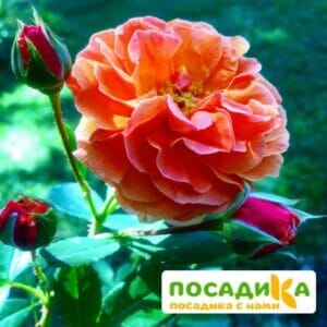 Роза Арабия купить по цене от 350.00р. в интернет-магазине «Посадика» с доставкой почтой в в Отрадноее и по всей России – [изображение №1].