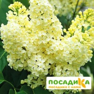 Сирень Примроуз (Primrose) купить по цене от 529.00р. в интернет-магазине «Посадика» с доставкой почтой в в Отрадноее и по всей России – [изображение №1].