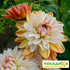 Георгина Коуп де Солейл (декоративная) купить по цене от 400р. в интернет-магазине «Посадика» с доставкой почтой в в Отрадноее и по всей России – [изображение №1].