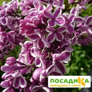 Сирень Сенсация купить по цене от 529.00р. в интернет-магазине «Посадика» с доставкой почтой в в Отрадноее и по всей России – [изображение №1].