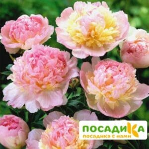 Пион Распберри Сандей (Paeonia Raspberry Sundae) купить по цене от 959р. в интернет-магазине «Посадика» с доставкой почтой в в Отрадноее и по всей России – [изображение №1].