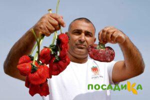 Клубника Гигант Джорнея купить по цене от 266р. в интернет-магазине «Посадика» с доставкой почтой в в Отрадноее и по всей России – [изображение №1].
