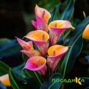 Калла Оникс купить по цене от 450р. в интернет-магазине «Посадика» с доставкой почтой в в Отрадноее и по всей России – [изображение №1].