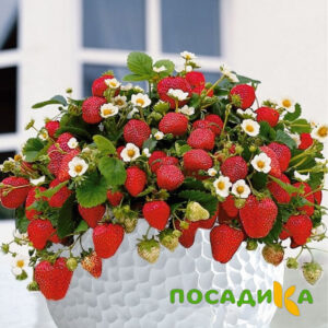 Клубника Рубиновый Шепот (горшечная) купить по цене от 240р. в интернет-магазине «Посадика» с доставкой почтой в в Отрадноее и по всей России – [изображение №1].