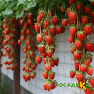 Клубника вьющаяся Комплимент купить по цене от 470р. в интернет-магазине «Посадика» с доставкой почтой в в Отрадноее и по всей России – [изображение №1].