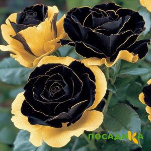 Роза Ханни Сикл купить по цене от 700р. в интернет-магазине «Посадика» с доставкой почтой в в Отрадноее и по всей России – [изображение №1].