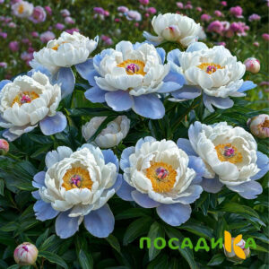 Пион акварельный Этюд купить по цене от 806р. в интернет-магазине «Посадика» с доставкой почтой в в Отрадноее и по всей России – [изображение №1].