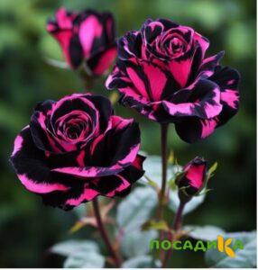Роза Багровый Шепот купить по цене от 366р. в интернет-магазине «Посадика» с доставкой почтой в в Отрадноее и по всей России – [изображение №1].