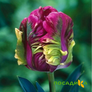 Тюльпан Экзотик Хэвен купить по цене от 186р. в интернет-магазине «Посадика» с доставкой почтой в в Отрадноее и по всей России – [изображение №1].