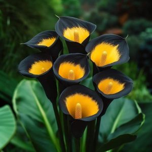 Калла Легато купить по цене от 620р. в интернет-магазине «Посадика» с доставкой почтой в в Отрадноее и по всей России – [изображение №1].