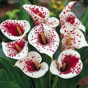 Калла Эмпайр купить по цене от 302р. в интернет-магазине «Посадика» с доставкой почтой в в Отрадноее и по всей России – [изображение №1].