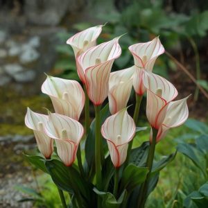 Калла Глейшер купить по цене от 299р. в интернет-магазине «Посадика» с доставкой почтой в в Отрадноее и по всей России – [изображение №1].