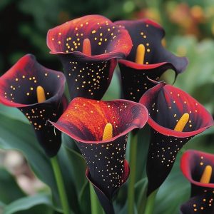 Калла Нуар купить по цене от 299р. в интернет-магазине «Посадика» с доставкой почтой в в Отрадноее и по всей России – [изображение №1].