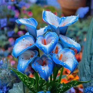 Калла Портрейт купить по цене от 292р. в интернет-магазине «Посадика» с доставкой почтой в в Отрадноее и по всей России – [изображение №1].