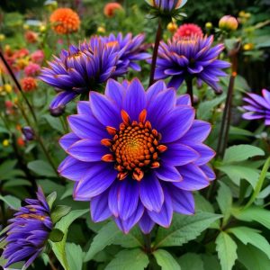 Георгин Лазурит купить по цене от 799р. в интернет-магазине «Посадика» с доставкой почтой в в Отрадноее и по всей России – [изображение №1].