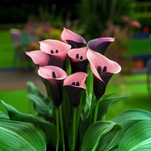 Калла Энигма купить по цене от 291р. в интернет-магазине «Посадика» с доставкой почтой в в Отрадноее и по всей России – [изображение №1].