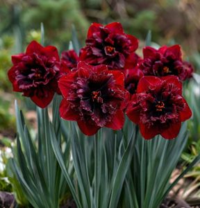 Нарцисс Сапфировый Бриз купить по цене от 3000р. в интернет-магазине «Посадика» с доставкой почтой в в Отрадноее и по всей России – [изображение №1].