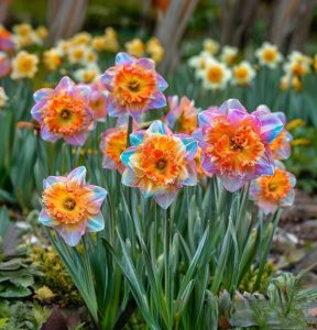 Нарцисс Айвери Дон купить по цене от 3000р. в интернет-магазине «Посадика» с доставкой почтой в в Отрадноее и по всей России – [изображение №1].