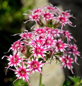 Флокс Метельчатый Путь купить по цене от 456р. в интернет-магазине «Посадика» с доставкой почтой в в Отрадноее и по всей России – [изображение №1].