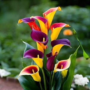 Калла Кристалл купить по цене от 450р. в интернет-магазине «Посадика» с доставкой почтой в в Отрадноее и по всей России – [изображение №1].