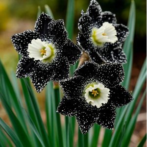 Нарцисс Кассата купить по цене от 372р. в интернет-магазине «Посадика» с доставкой почтой в в Отрадноее и по всей России – [изображение №1].