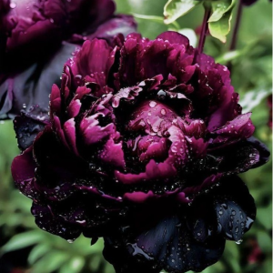 Пион Темный Сад купить по цене от 421р. в интернет-магазине «Посадика» с доставкой почтой в в Отрадноее и по всей России – [изображение №1].