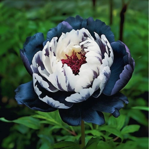 Пион Древовидный Инь-Янь купить по цене от 419р. в интернет-магазине «Посадика» с доставкой почтой в в Отрадноее и по всей России – [изображение №1].