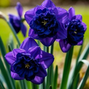 Нарцисс Арт Нуво купить по цене от 378р. в интернет-магазине «Посадика» с доставкой почтой в в Отрадноее и по всей России – [изображение №1].