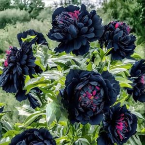 Пион древовидный Сердце Афродиты купить по цене от 600р. в интернет-магазине «Посадика» с доставкой почтой в в Отрадноее и по всей России – [изображение №1].