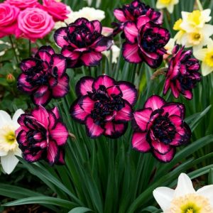 Нарцисс Золотая Корона купить по цене от 2000р. в интернет-магазине «Посадика» с доставкой почтой в в Отрадноее и по всей России – [изображение №1].