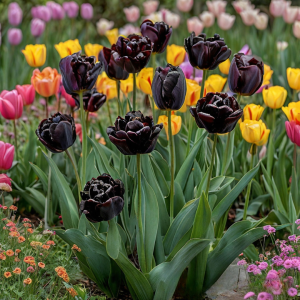 Тюльпан махровый Рейдинс Дарк купить по цене от 230р. в интернет-магазине «Посадика» с доставкой почтой в в Отрадноее и по всей России – [изображение №1].