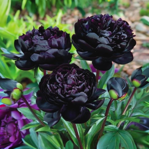 Пион Королевский Бархат купить по цене от 419р. в интернет-магазине «Посадика» с доставкой почтой в в Отрадноее и по всей России – [изображение №1].