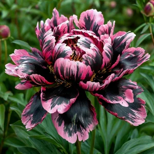 Пион Дроп Руби купить по цене от 469р. в интернет-магазине «Посадика» с доставкой почтой в в Отрадноее и по всей России – [изображение №1].