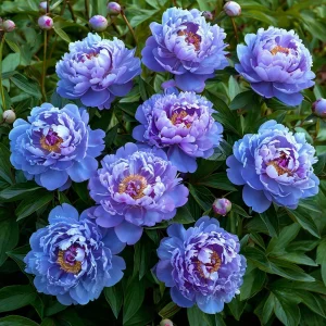 Пион Голубой лотос купить по цене от 590р. в интернет-магазине «Посадика» с доставкой почтой в в Отрадноее и по всей России – [изображение №1].