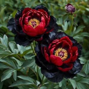Пион Эбеновый Рубин купить по цене от 419р. в интернет-магазине «Посадика» с доставкой почтой в в Отрадноее и по всей России – [изображение №1].