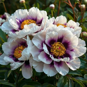 Пион Эко Саммер купить по цене от 548р. в интернет-магазине «Посадика» с доставкой почтой в в Отрадноее и по всей России – [изображение №1].