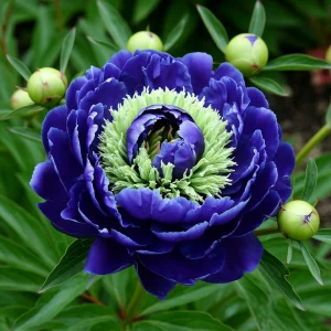 Пион Дримвивер купить по цене от 417р. в интернет-магазине «Посадика» с доставкой почтой в в Отрадноее и по всей России – [изображение №1].