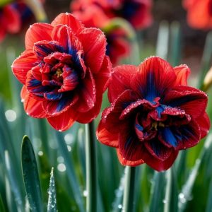 Нарцисс Эрличе купить по цене от 386р. в интернет-магазине «Посадика» с доставкой почтой в в Отрадноее и по всей России – [изображение №1].