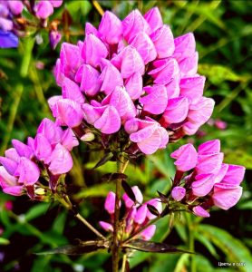 Флокс Бутоник купить по цене от 461р. в интернет-магазине «Посадика» с доставкой почтой в в Отрадноее и по всей России – [изображение №1].