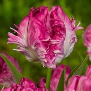 Тюльпан махровый Кул Кристал купить по цене от 400р. в интернет-магазине «Посадика» с доставкой почтой в в Отрадноее и по всей России – [изображение №1].