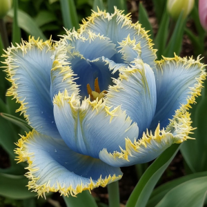 Тюльпан Махровый Амплуа купить по цене от 199р. в интернет-магазине «Посадика» с доставкой почтой в в Отрадноее и по всей России – [изображение №1].