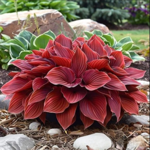 Хоста Малыш Шедевр купить по цене от 421р. в интернет-магазине «Посадика» с доставкой почтой в в Отрадноее и по всей России – [изображение №1].