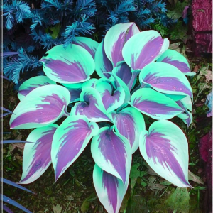 Хоста Висперин Бьюти купить по цене от 379р. в интернет-магазине «Посадика» с доставкой почтой в в Отрадноее и по всей России – [изображение №1].