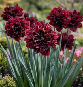 Нарцисс Малиновая Вуаль купить по цене от 3000р. в интернет-магазине «Посадика» с доставкой почтой в в Отрадноее и по всей России – [изображение №1].