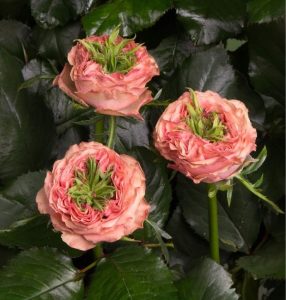 Роза Амбер Инчант купить по цене от 495р. в интернет-магазине «Посадика» с доставкой почтой в в Отрадноее и по всей России – [изображение №1].