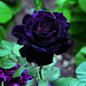 Роза Блэк Пантер купить по цене от 319р. в интернет-магазине «Посадика» с доставкой почтой в в Отрадноее и по всей России – [изображение №1].