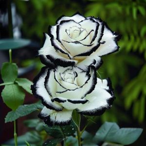 Роза Силк Ивин купить по цене от 319р. в интернет-магазине «Посадика» с доставкой почтой в в Отрадноее и по всей России – [изображение №1].